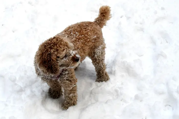 A photo of a dog in the snow